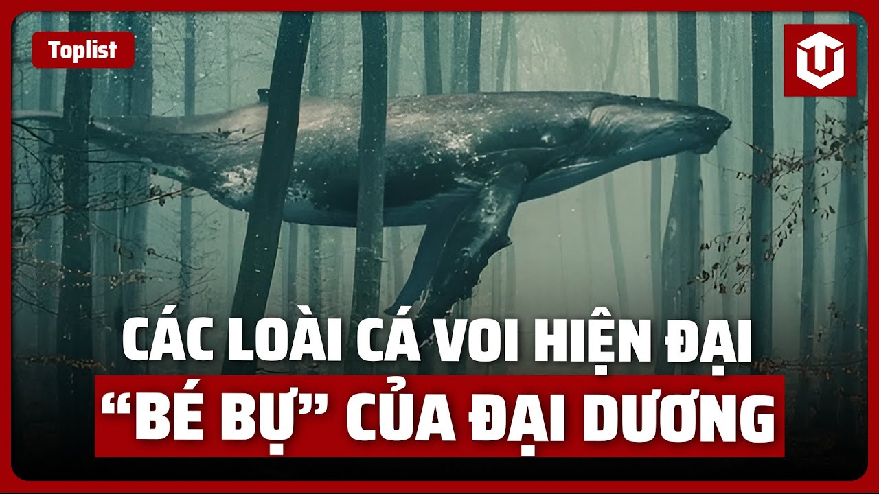 CÁC LOÀI CÁ VOI HIỆN ĐẠI 