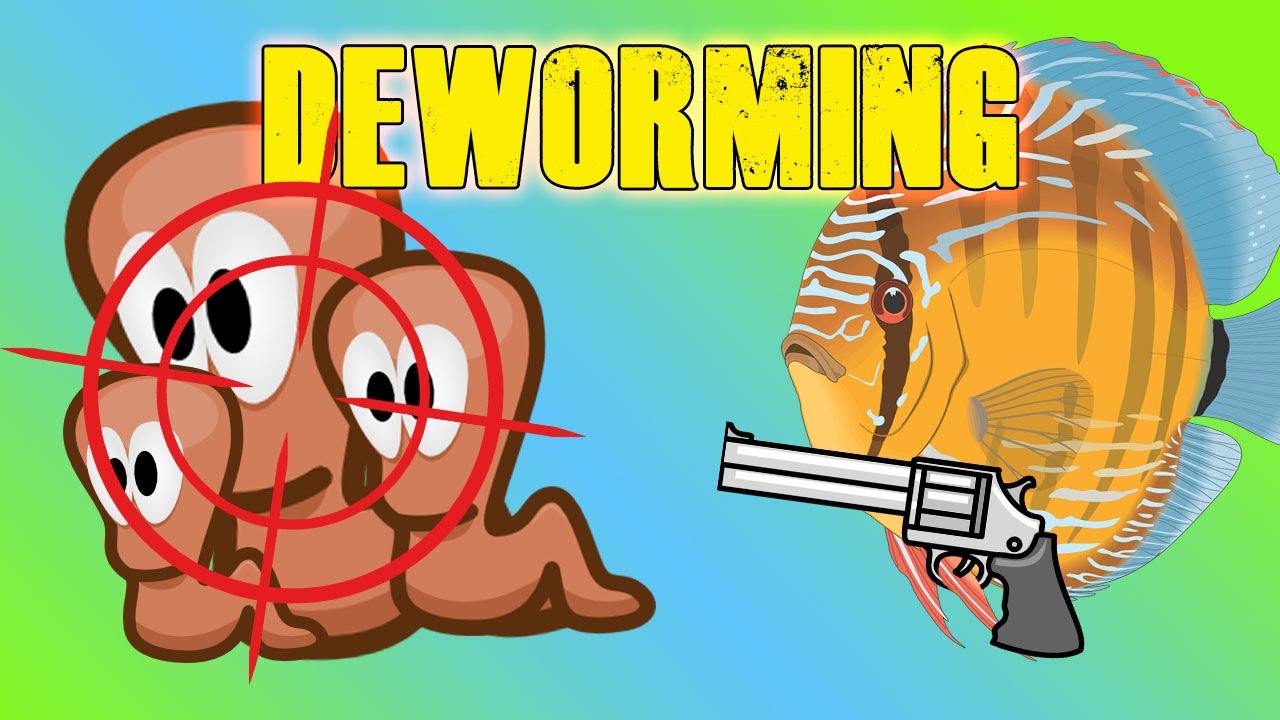 Worming aquarium fish - When? Why? How?