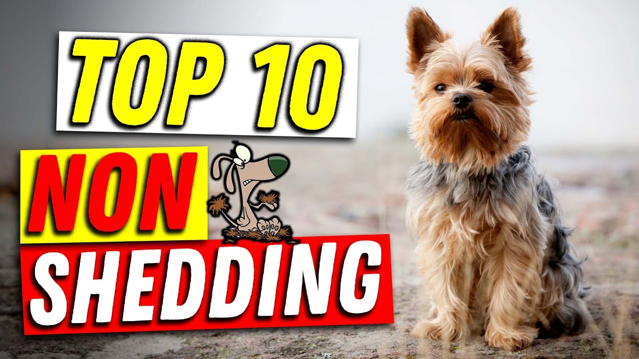 Top 10 Non Shedding Dog Breeds: The Ultimate Guide