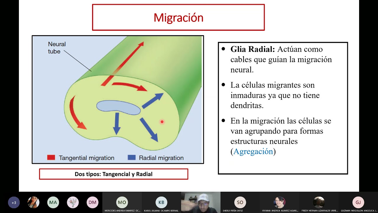 Migración neuronal