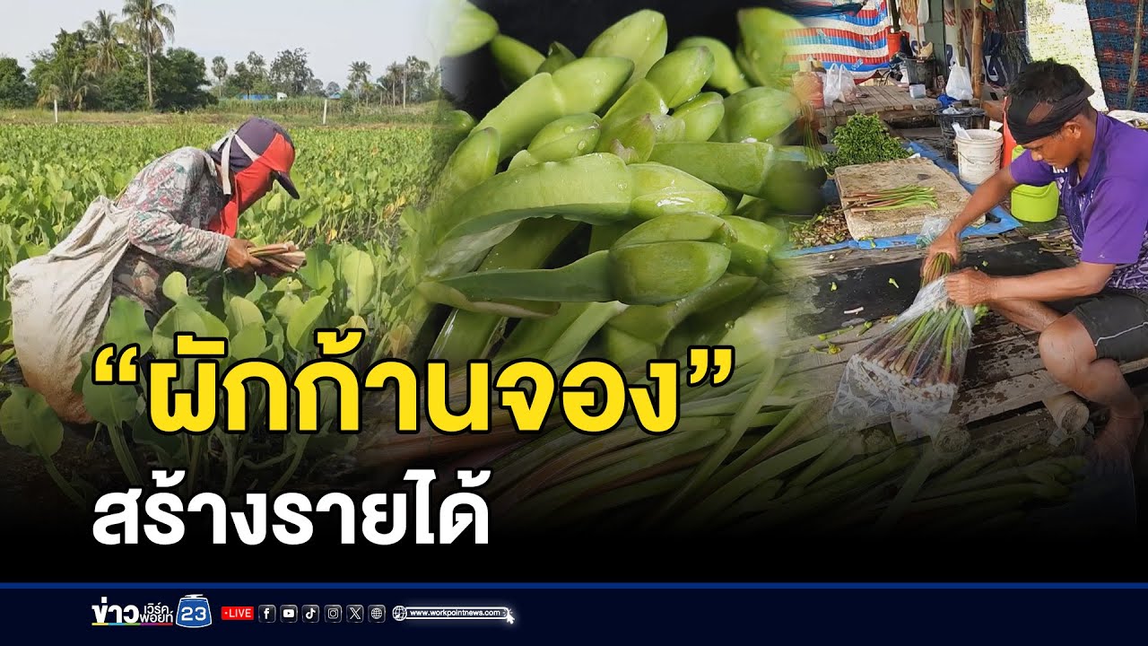 ปลูก “ผักก้านจอง” ขายสร้างรายได้ l ตลาดข่าว - ข่าวเช้าเวิร์คพอยท์ l 19 ก.ย.67