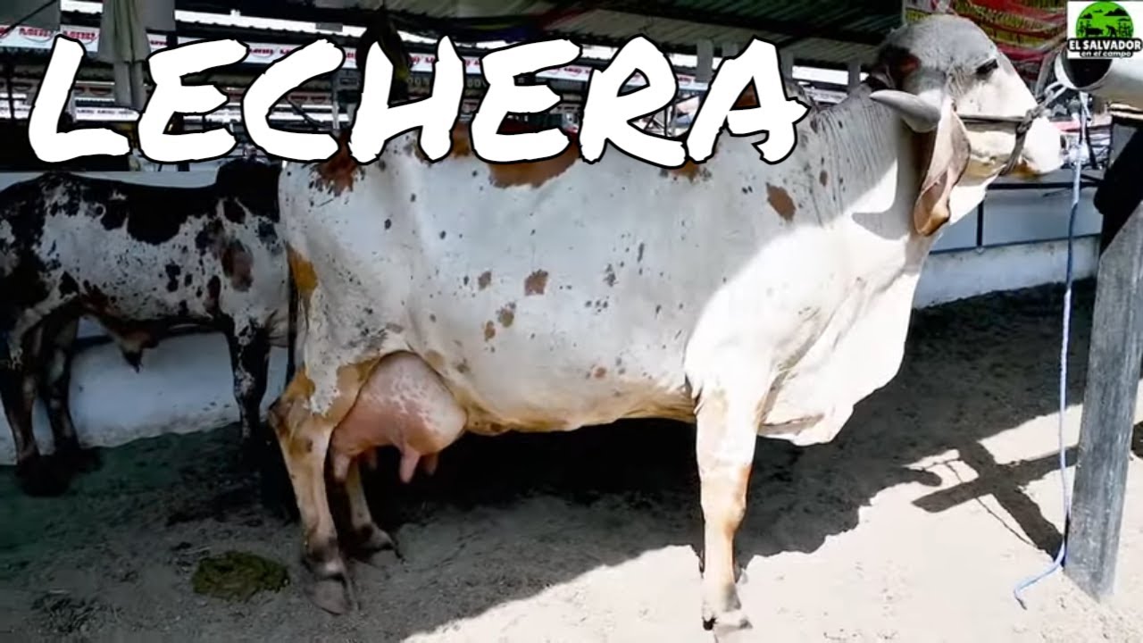 Hacienda Las Margaritas con Ganado Gyr Puro y mas en Feria Ganadera-El Salvador en el Campo