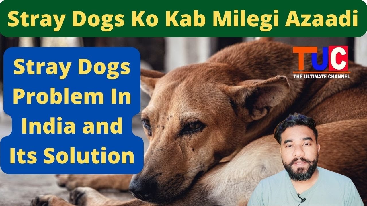 Why india have huge street dogs problem | What is The Reason of Stray Dogs In India and Solution