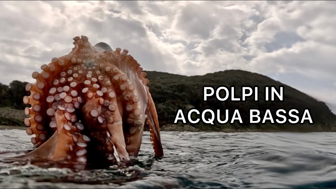 Pescasub | POLPI NEL SOTTOCOSTA