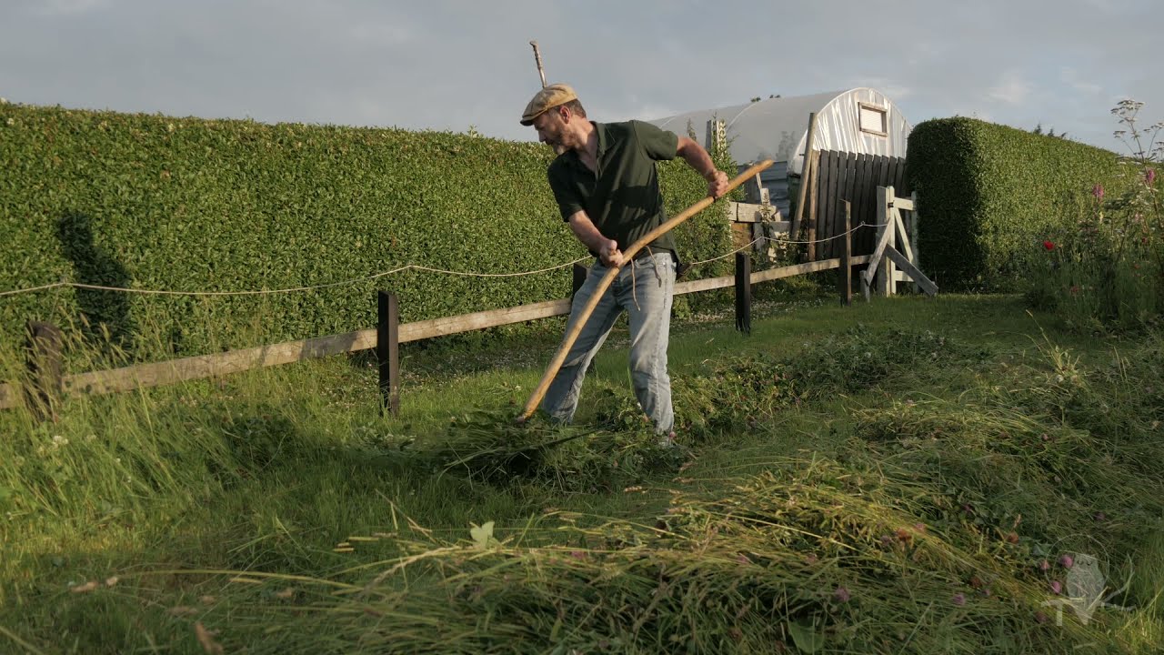 Small meadow hay:  mowing with an English scythe