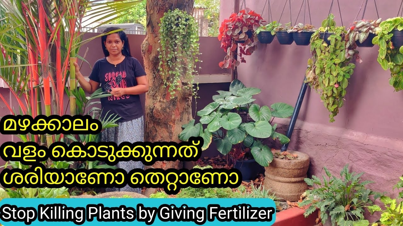 Can we Fertilize During Rainy Season | Truth & Facts | മഴക്കാലം ചെടിക്ക് വളം കൊടുക്കാമോ