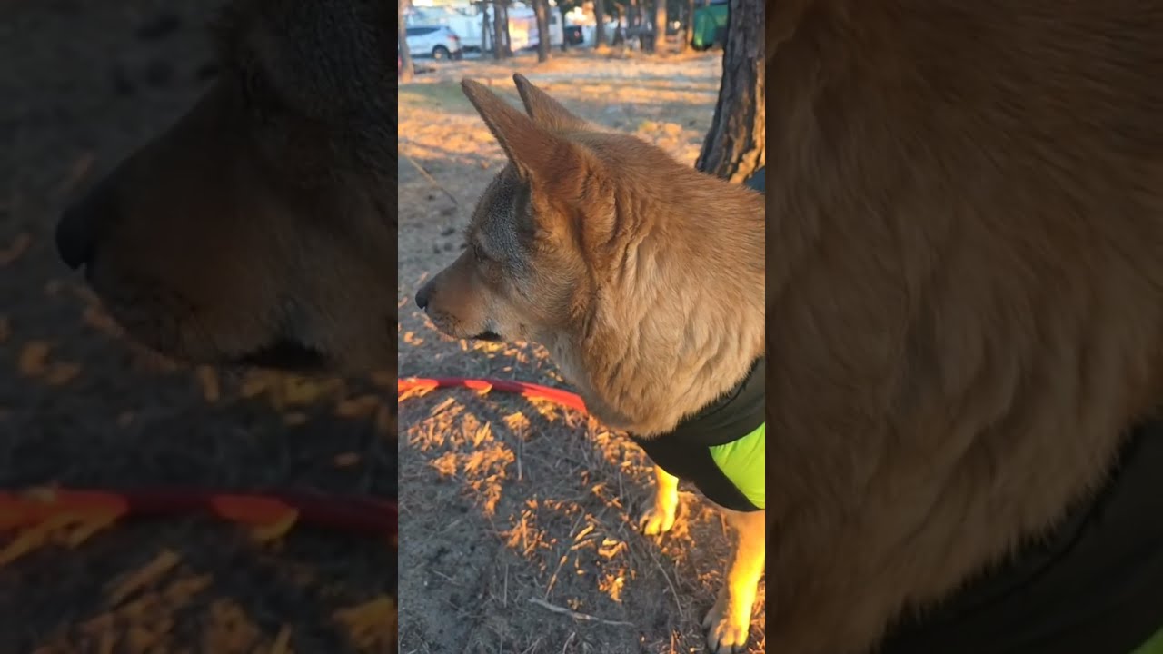 26.1.25 울진편 진돗개와 아침산책