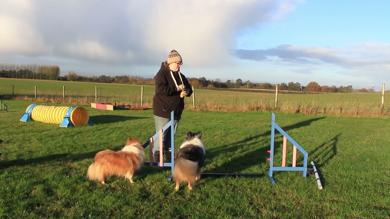 Beginner Agility Training - Jump: puppy bumps