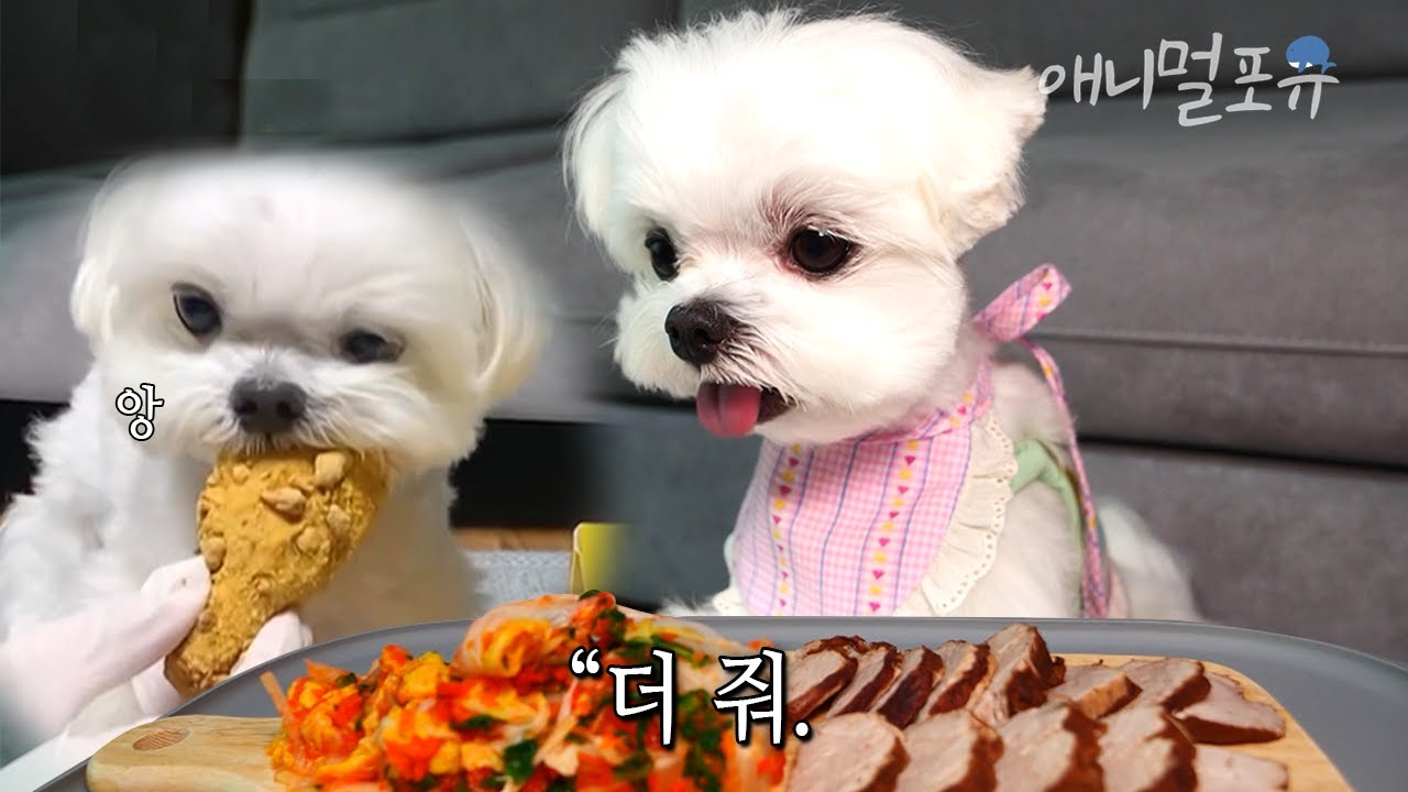김치 보쌈 더 달라고 자꾸 보채는 말티즈 ㅋㅋ 뿌O클에 떡볶이까지?! | KBS 생생정보 220425 방송