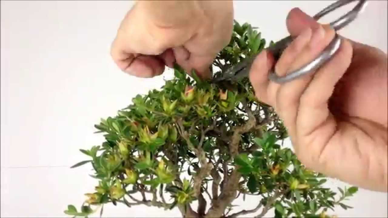 Pruning of Satsuki Azalea Bonsai 