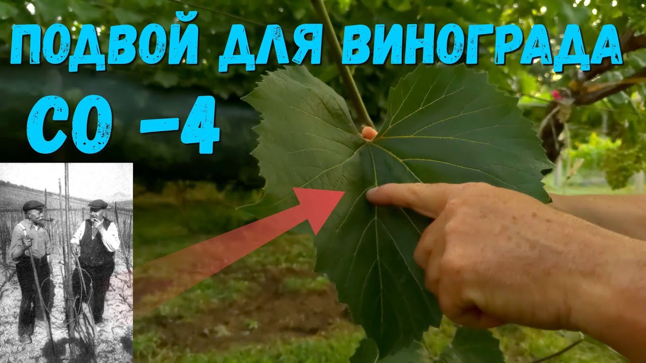 Подвой для винограда (Berlandieri × Riparia) СО 4.