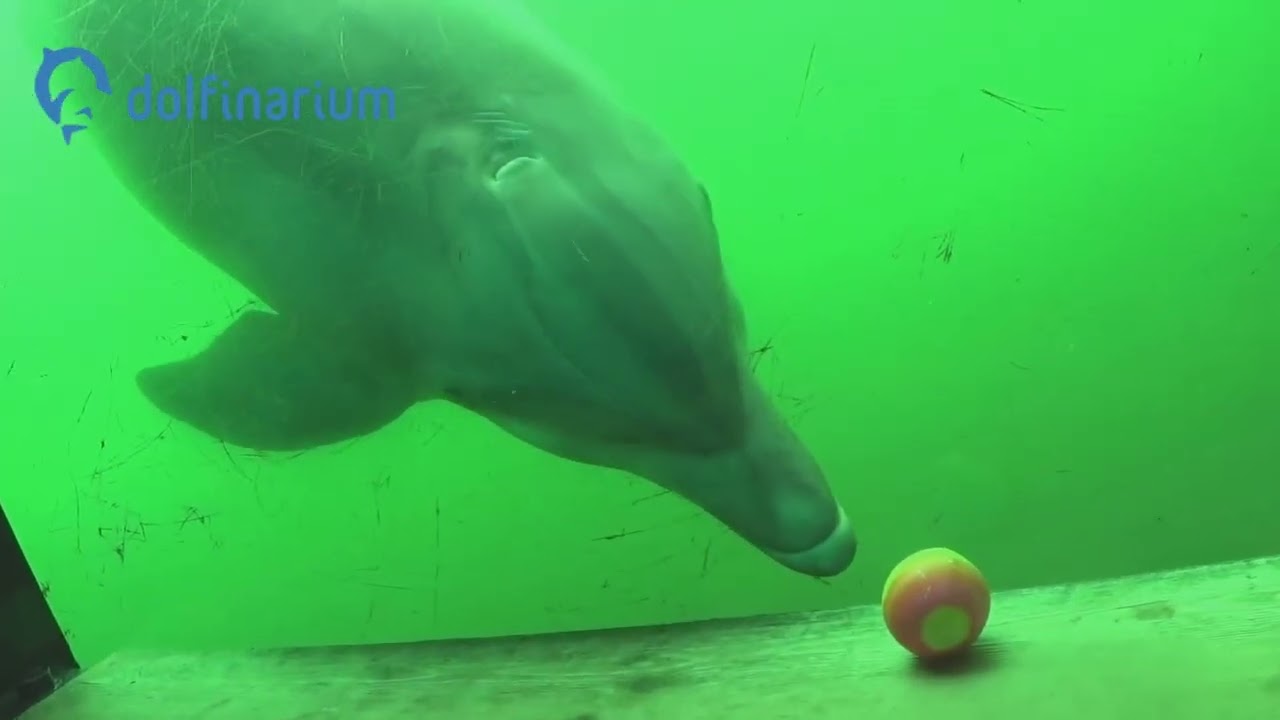 Dolfinarium Harderwijk Park Video Summer 2025 with updates fixed version
