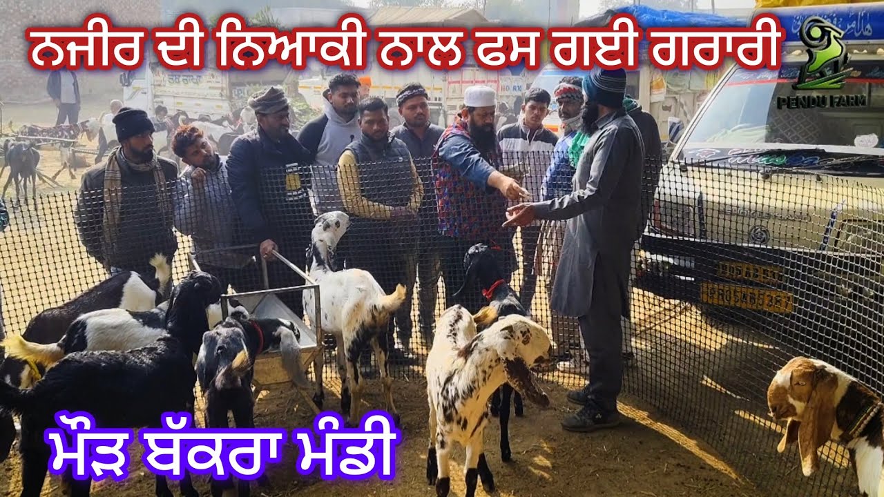 ਨਜੀਰ ਦੀ ਨਿਆਕੀ ਨਾਲ ਫਸ ਗਈ ਗਰਾਰੀ Maur Bakra Mandi @PenduFarm @goatstar94 @RajuGoatFarm @farmingbaba 