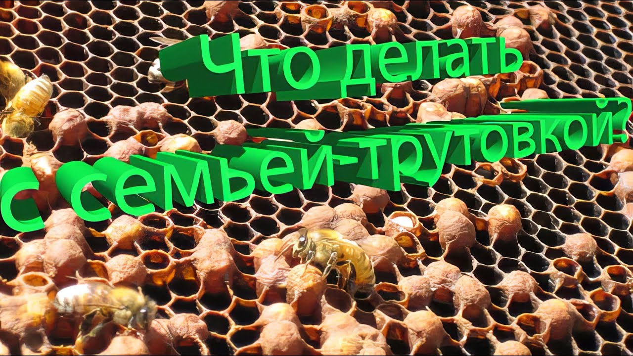 Профессор Кашковский: Как правильно поступить с семьей трутовкой?
