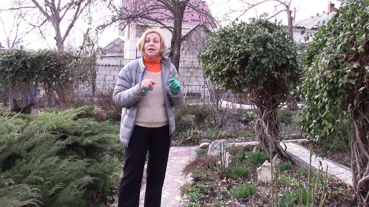 ЖИМОЛОСТЬ КАПРИФОЛЬ.  КАК СФОРМИРОВАТЬ КРАСИВЫЙ КУСТ?