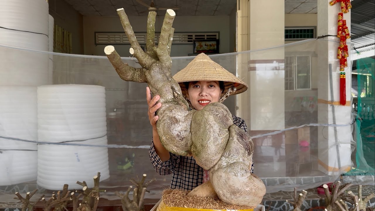 Phôi hoa giấy củ đặc dáng đẹp, siêu to quái, cây sạch bóng giao lưu toàn quốc ☎0939421599 Hương Đoàn