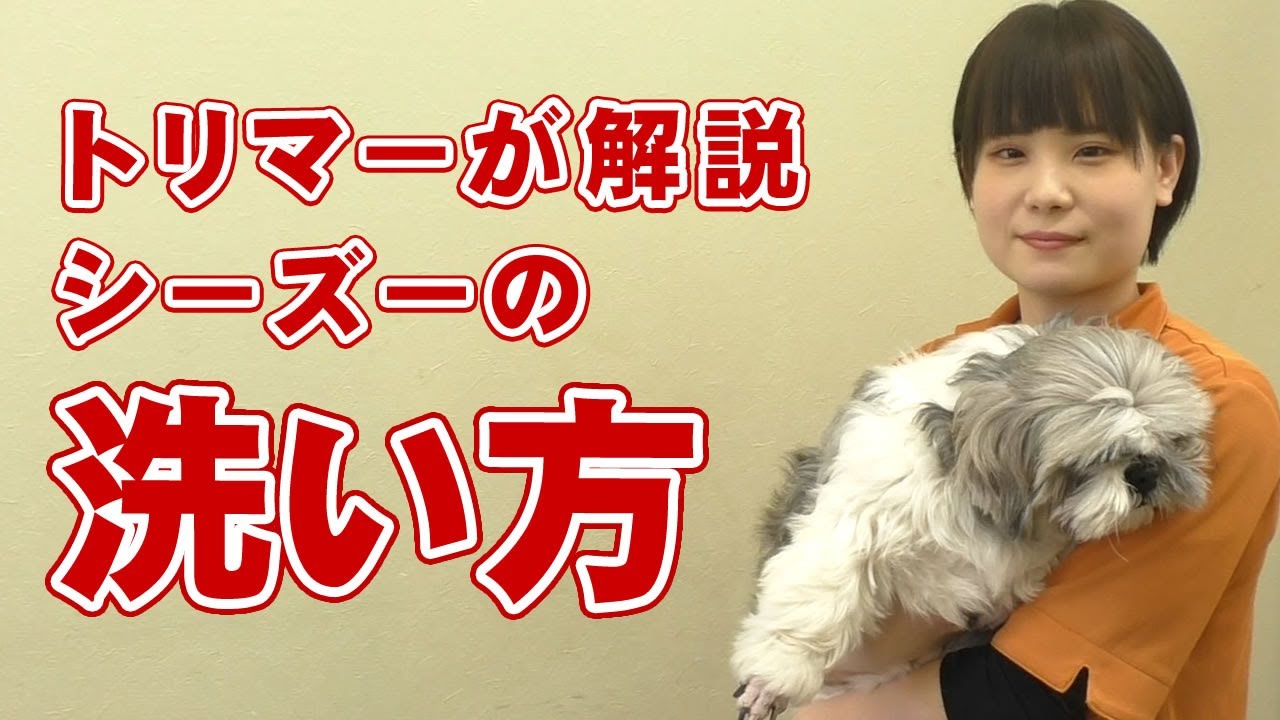 【愛犬のシャンプー】トリマーが解説 自宅でできるシーズーの洗い方【帝塚山ハウンドカム】