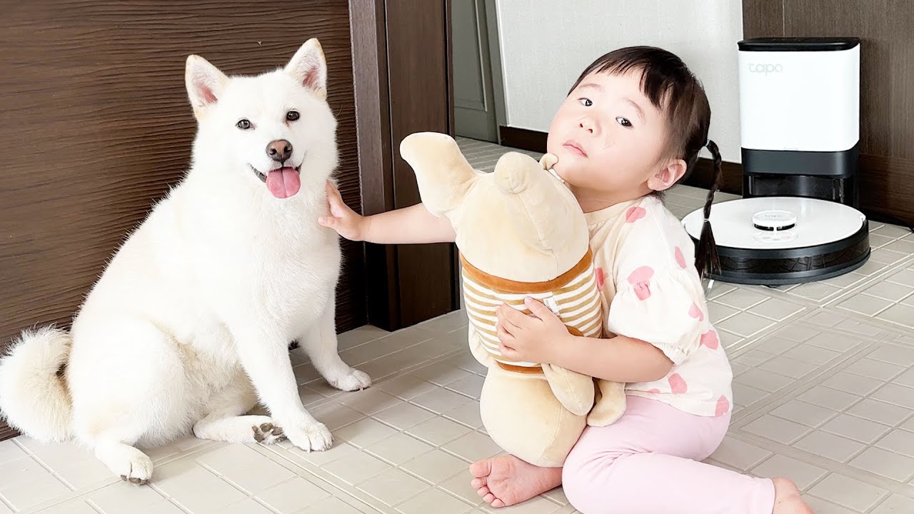 시바견 털과 전쟁 더 이상 못참겠습니다..!!