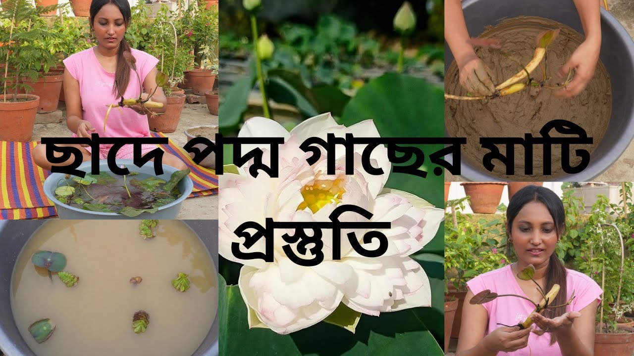 ছাদে গামলায় কিভাবে পদ্ম গাছ করা যায় | পদ্মের টিউবার কিভাবে  রেডি করা হয়। Growing lotus plant🪷