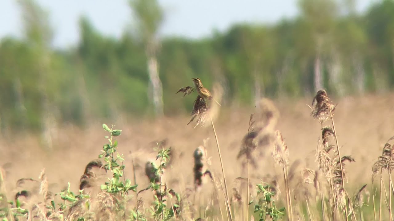 Wodniczka Acrocephalus paludicola Aquatic Warbler