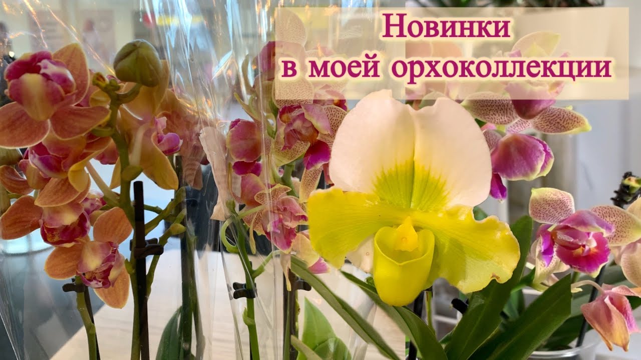 Новинки в моей орхоколлекции - phal. Golden Sand, Paprika, Stellenbosch, пафиопедилум