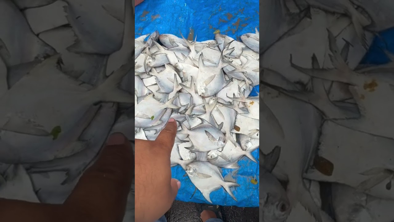 ₹1200 ka pura | Bhayandar Fish Market | Wholesale Fish Market | Cheapest Fish Market