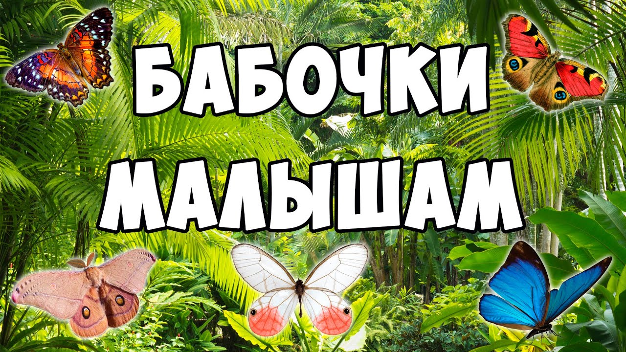 Виды бабочек - развивающие мультик для детей | Карточки Домана про животных | Это интересно