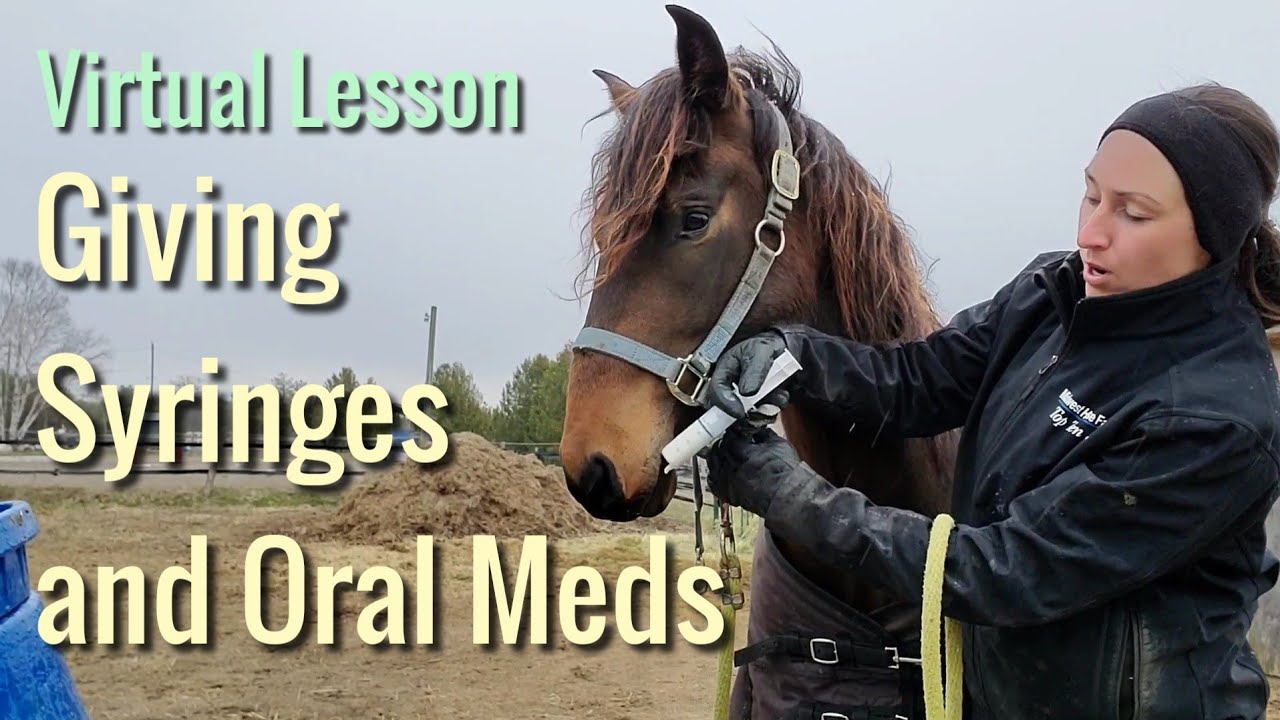 Giving a Syringe to a Horse- Virtual Lesson