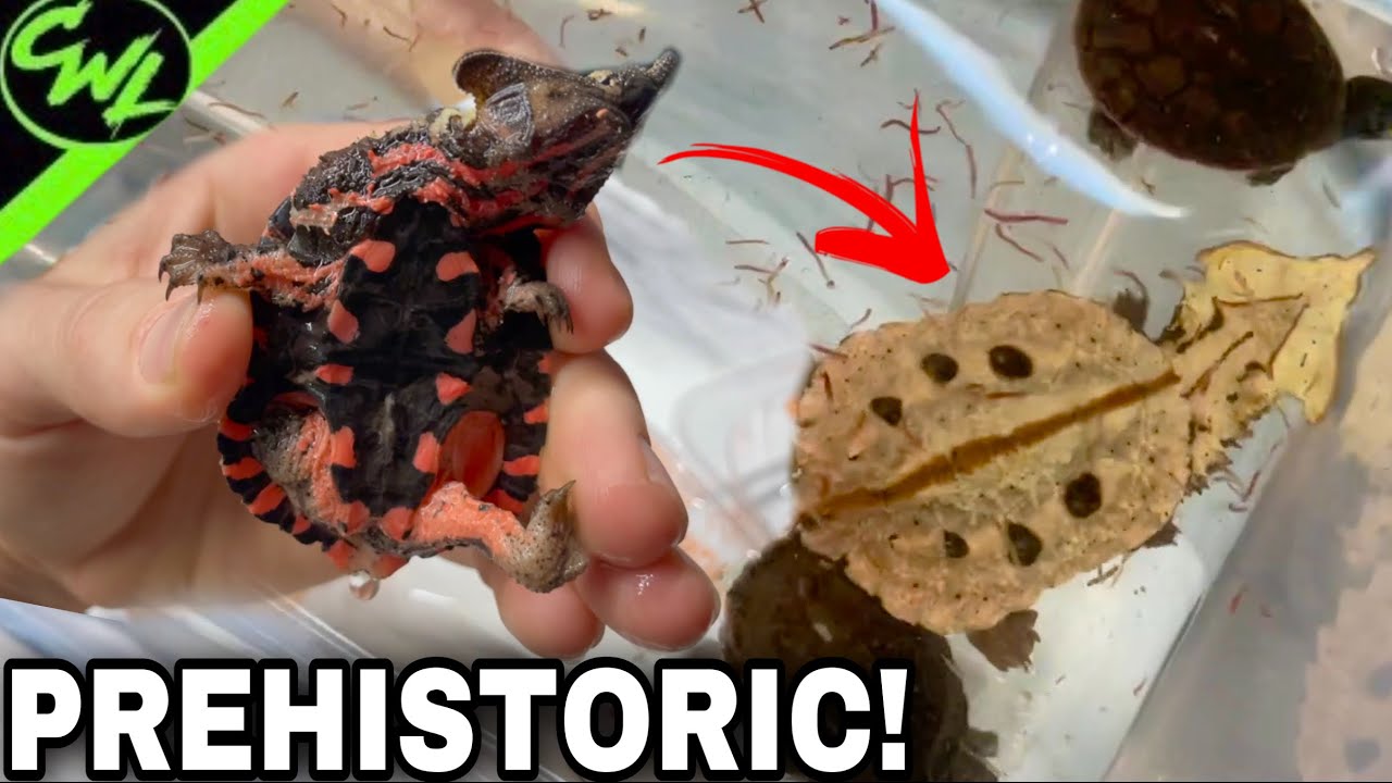 Florida’s COOLEST REPTILE Shop!!