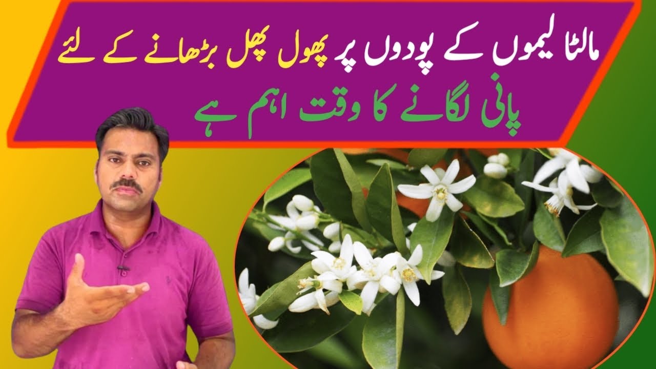 Role of irrigation in flowering and fruiting of citrus plants | Watering schedule in orange orchard