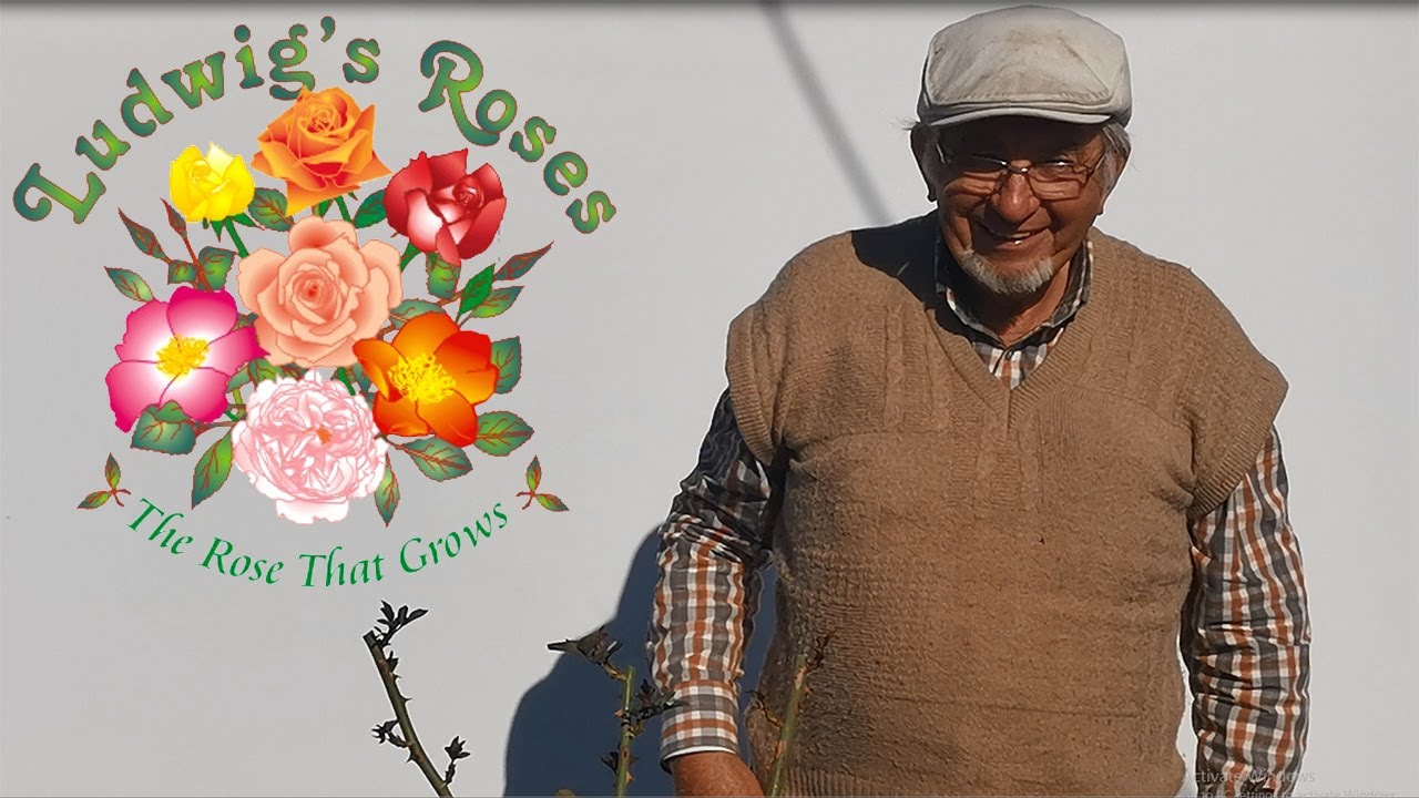 corrective pruning of roses