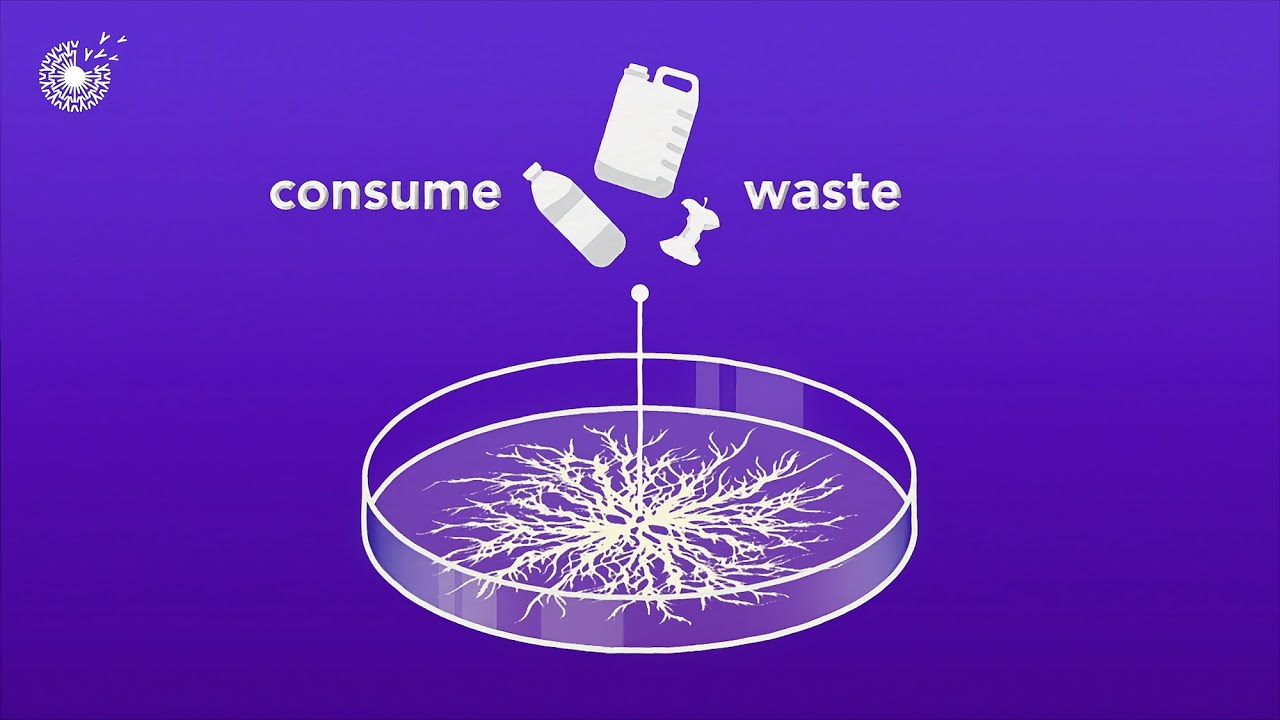 Training Fungi to Turn Waste into Green Building Materials: From Mycelium to Insulation