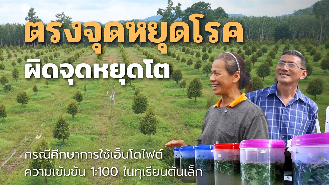 ใช้ตรงจุดหยุดโรค ผิดจุดหยุดโต กรณีศึกษาการใช้เอ็นโดไฟต์ความเข้มข้น 1:100 ในทุเรียนต้นเล็ก