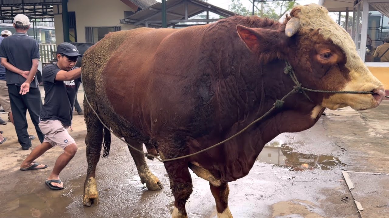 SAPI RAKSASA UNIK TURUN DARI TRUK DI INJAK TEMEN NYA ‼️🔥🔥🔥