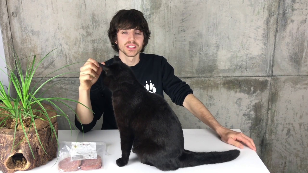 Transición a BARF en gatos