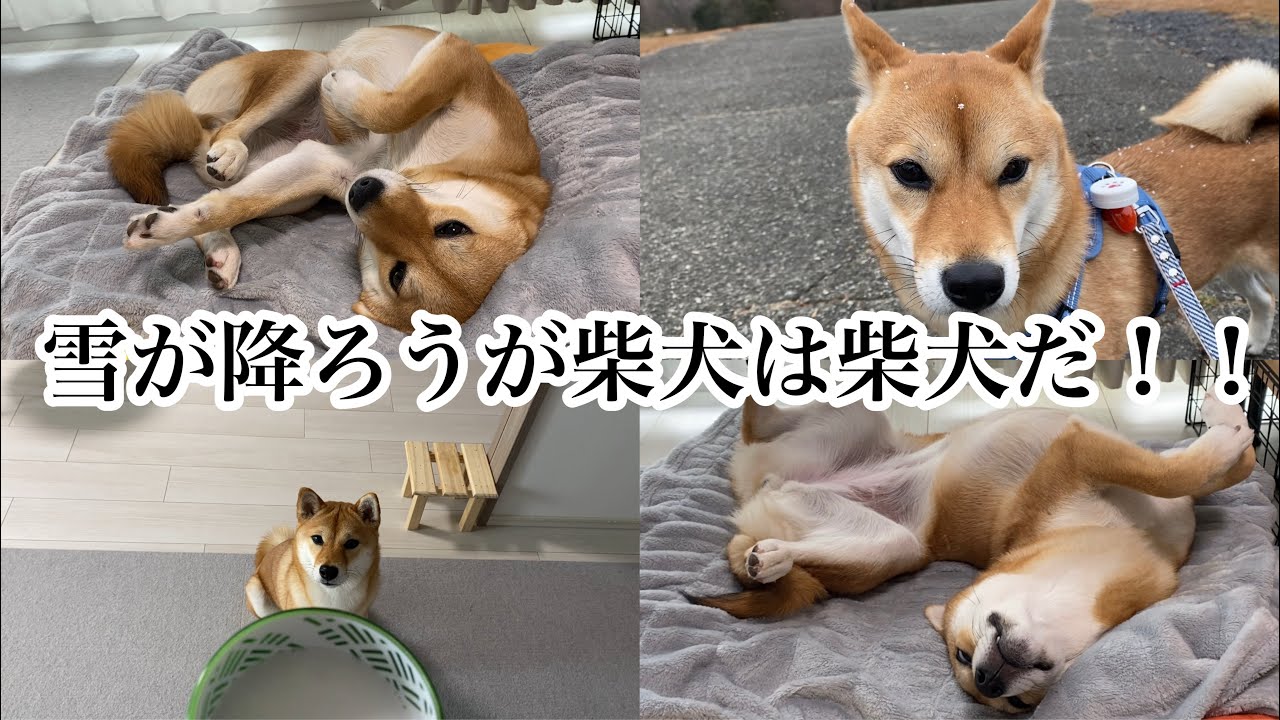雪が降ろうが絶対に柴犬の信念を貫くが、実は早く帰りたかったのかと思うほど爆睡する柴犬が可愛い