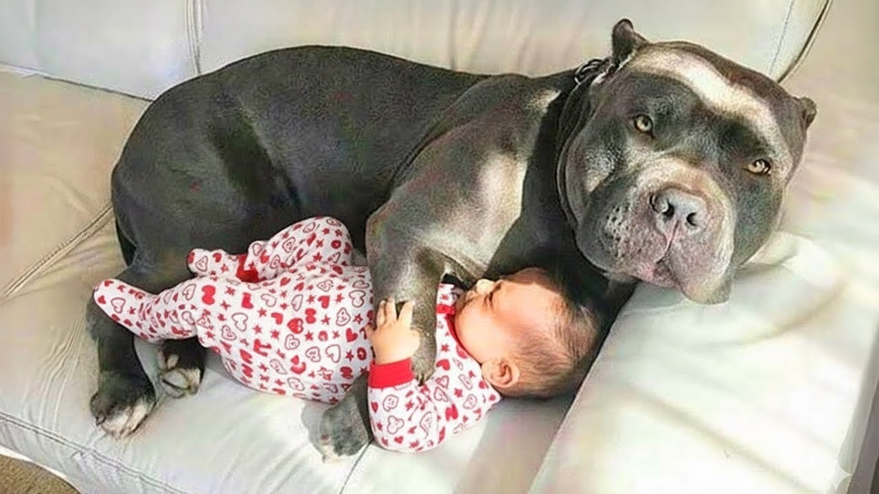 When Big Dogs Guarding Babies Like They’re Their Own 🐶👶💖 Dog and Baby Videos