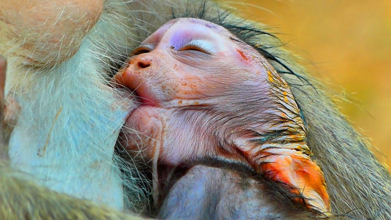 Primate monkey.../Lovely baby very weird drinks milk.../Cute life baby.../Nice clip