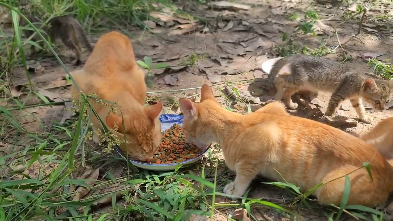 Quiet Lunchtime Moments in Nature | Feeding My Animal Family | Paw & Hoof Life