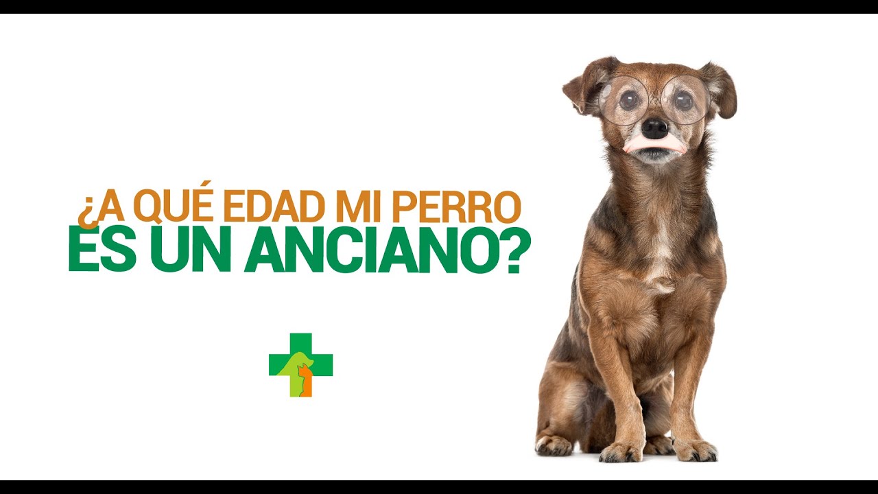 ¿A qué edad mi perro es un anciano?