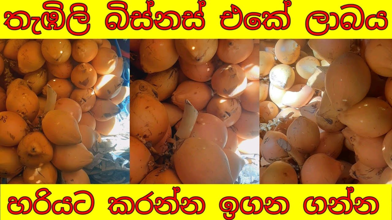 තැඹිලි බිස්නස් කරමු - king coconut | Sri lanka coconut | sinhala viyapara