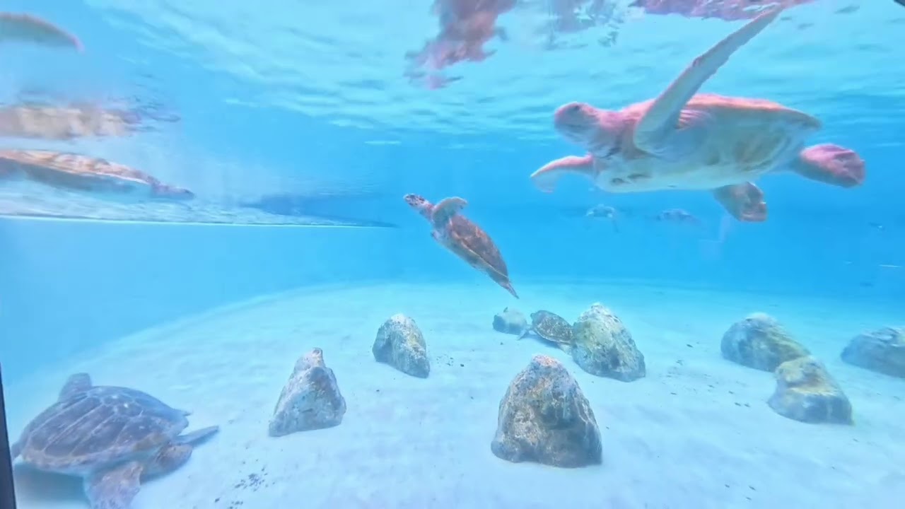 #日本#冲繩#美麗海水族館#必去景點#睇海龜