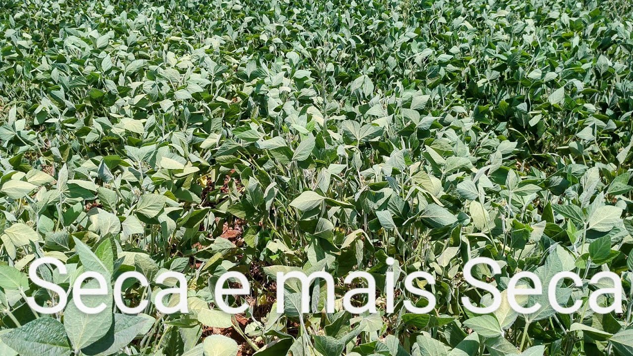 A estiagem está castigando a soja novamente no Rs