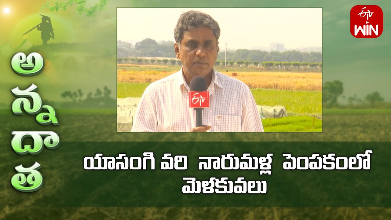 Management tips for healthy rabi paddy nurseries | ETV