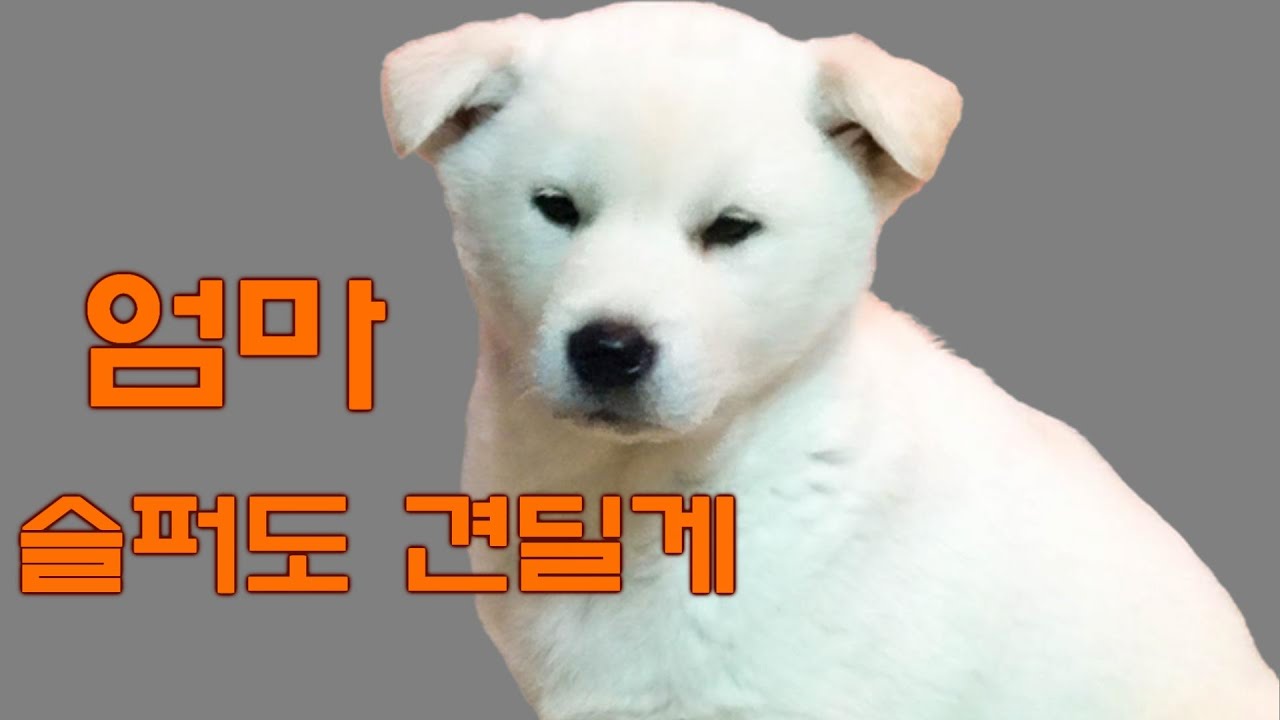 엄마 곁을 떠나 서러운 진돗개 강아지의 슬픔 탈출기