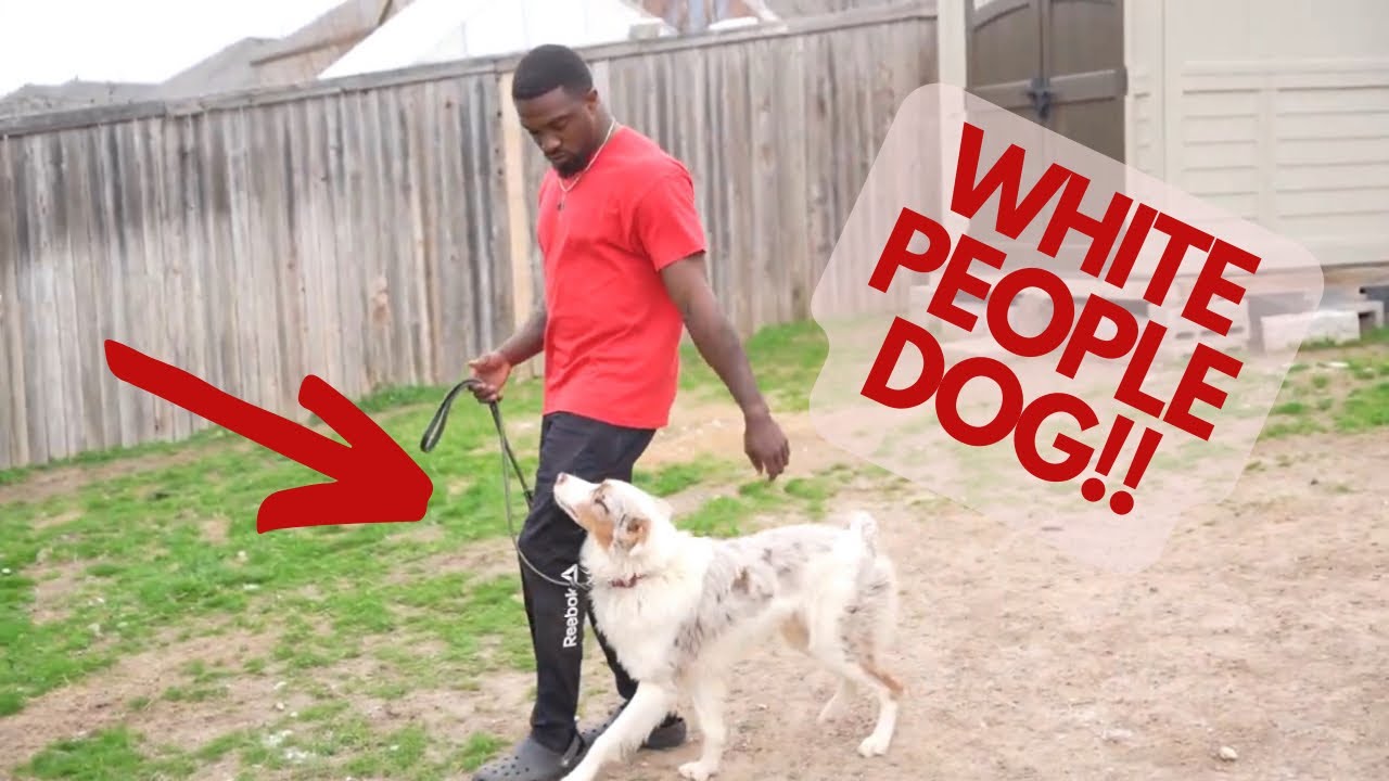 Get a White People Dog