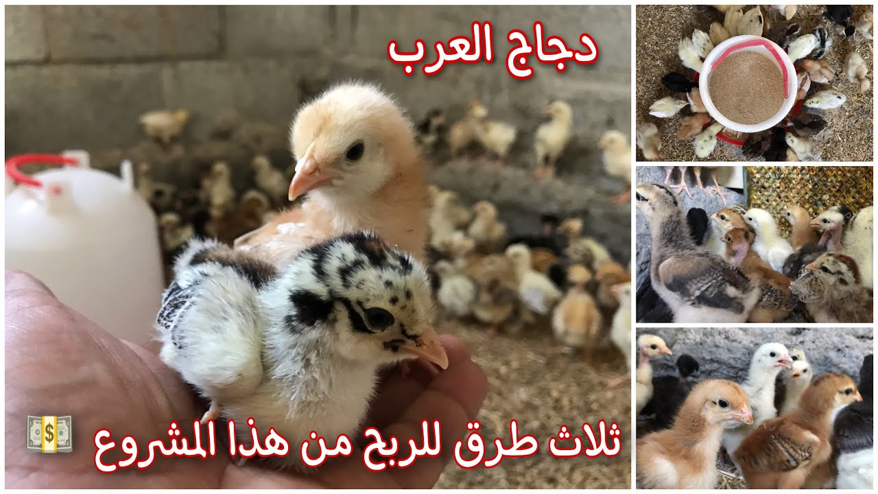 مشروع تربية دجاج العرب