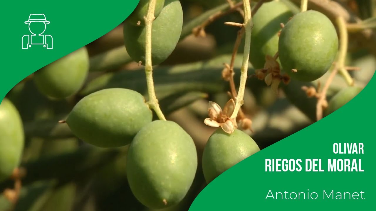 Cultivo de olivar con Antonio Manet - Herogra Group
