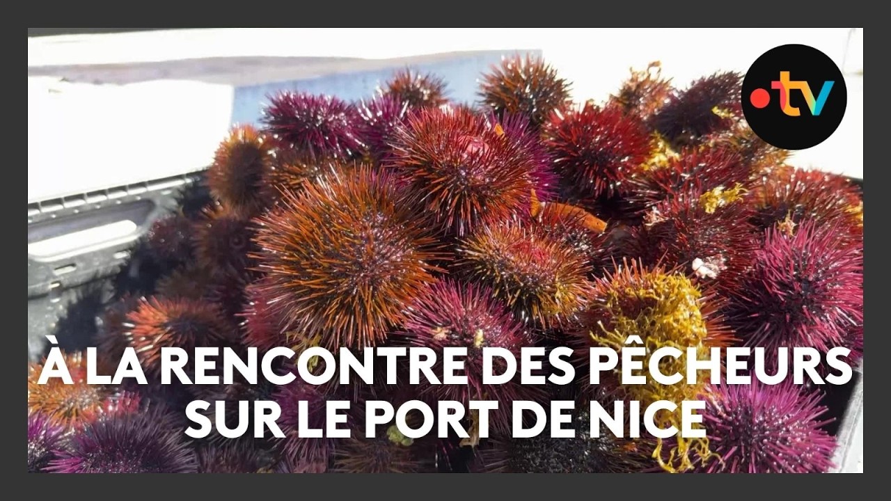 A la rencontre des pécheurs d'oursins sur le port de Nice