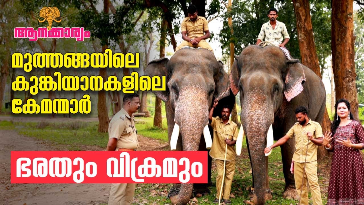 EP 47 |മുത്തങ്ങയിലെ കുങ്കിയാനകളിലെ കേമന്മാർ, ഭരതും വിക്രമും | Muthanga Kumki elephants | Aanakkaryam